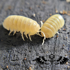 12+ T- Albino (Armadillidium vulgare) Free Shipping Nationwide