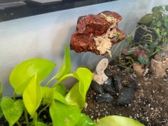 Magnetic Rock Ledges For Terrariums And Cages (Limited Edition) Medium LAVA
