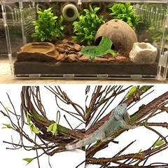 Bearded Dragon Tank Accessories,Lizard Habitat Hammock Reptile Natural Coconu…