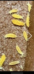 Ceratophysella sp Lilac-yellow albino 80+