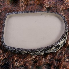 Reptile Food Dish Bowl Amphibian Feeding Bowl Pet Aquarium Ornament Terrarium