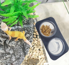 Crested Gecko Feeding Ledge [Non-Suction Cup], with 30 pcs 0.5oz Food Cups, Rept