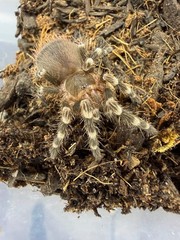 Brazilian White Knee Tarantula (Acanthoscurria geniculata)