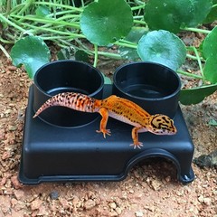 Reptile Shelter Leopard Gecko Hide Reptile Hides Caves Geckos