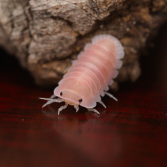 6+ Cubaris Cherry Blossom Isopods Free 2-Day Shipping Reptile Feeder LAG