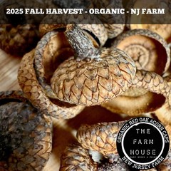 100+ ACORN CAPS (1/4 LB) -2X STERILIZED -FOR ISOPODS, TERRARIUM -ORGANIC NJ FARM