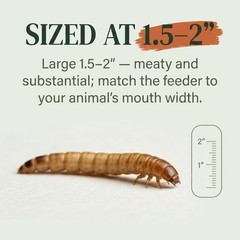 TC INSECTS Large Superworms 1.5-2 inch Live Feeders for Reptiles Birds & Amphib