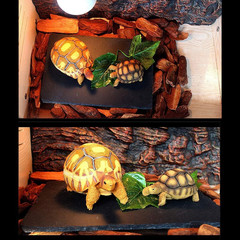 Reptile Basking Platform (7.9 x 11.8 inches), Natural Rock Plate Turtle Food Bow