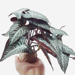 Reptile Plants,Terrarium Decor,Amphibian Habitat Decor,Artificial Plants for …