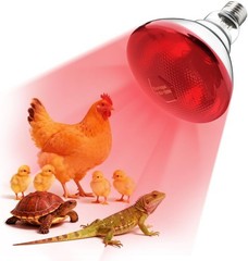 250W Heat Lamp Bulbs 1 Pack Infrared Heat Lamp for Chickens with E26 Socket a…
