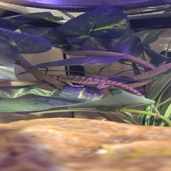 Bearded Dragon Hammock,Reptile Lounger Lizard Natural Seagrass Habitat Decor Rep