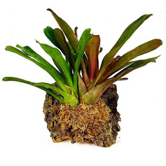 New Zealand Sphagnum Moss 12L | Orchid, Terrarium, Reptile Bedding