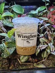 Flightless Fruit Fly Cultures 2 Pack+ 2 Pack of Wingless Total of 4 CULTURES.