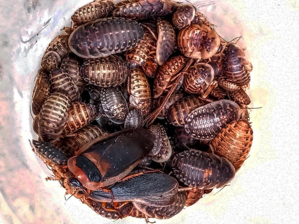 Mix size dubia roaches