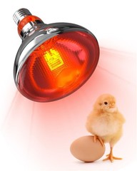 Heat Lamp Bulbs for Chickens Coop Brooder,150 Watt Reptile Heat Lamp Bulb Inf…