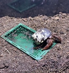Hermit Crab Pool Underground Tank Decoration Climbing Toys Ornament Accessories