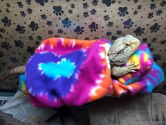 TYE DYE PRINT DESIGN LRG BED SOFT COVERS ONLY/NO FRAME BED 4 BEARDED DRAGON
