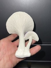 PURPLE reptile magnetic mushroom feeder Ledge With Beer Savers Pack Of 48