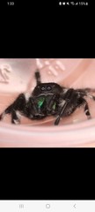 Jumping Spider Black & White with Iridescent Green Chelicerae Markings