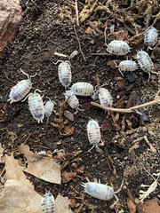 15+ Dairy Cow Isopods (Porcellio Laevis)
