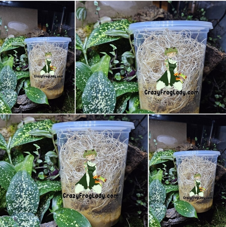 Fruit Fly Cultures 4 Pack NO FLIES Pre-Made FOOD & Excelsior Only Dart Frog Food