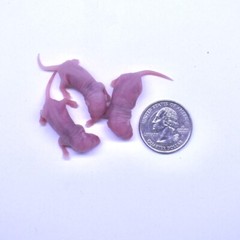 50 Frozen Feeder Mice Large Pinkies -FREE S&H -MiceDirect Rodent Reptiles Pinkys