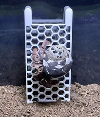 Hermit Crab Climbing Ladder Decoration Ornament Toy Hermit Crab Tank Accessories