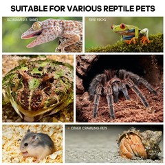Acrylic Jumping Spider Habitat, Insect Terrarium, Bug Enclosure, Praying Mant…