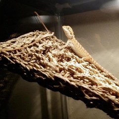 2 Pieces Bearded Dragon Hammock Large, 30″ x 7″ Reptile Hammock, Lizard Hammo…