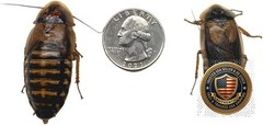 Adult Dubia Roaches 20 Females 10 Males Live Feeder Insects