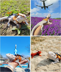 Reptile Pets Leash Harness Set with Jackets and a Hat for Bearded Dragon Lizard,