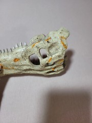 Medium Crocodile Skull For Snake Tank, Reptiles, Iguanas, New