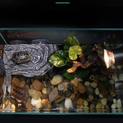Resin Turtle Basking Area 8.66 Inch Textured Floating Platform for Aquatic Pets