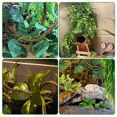 7 PCS Reptile Plants Vine, Terrarium Hanging Flexible Climbing Artificial Lea…