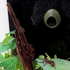 1 Pack Jumping Spider Nest Spider Hide Tree Frog Habitat Accessories Hermit C…