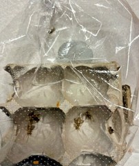 Live Crickets 50 – 1000 Counts Pet Reptile & Dragon Food – Small, Medium, Large