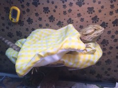 CHECKERED YELLOW LRG RESTING BED SET COVER ONLY NO FRAME BED 4 BEARDED DRAGON