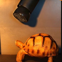 Ceramic Heat Emitter Brooder Infrared Lamp Bulb Reptile Pet Coop Grow 220V-240V