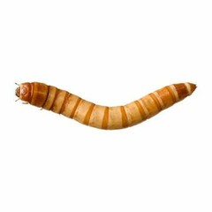 Predator Foods Bulk Live Giant Worms 1.25-1.75 in – (250 Count)