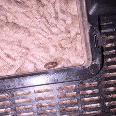 Small blue grayish isopods 10 each pack captive bred live
