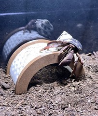 Hermit Crab Decor Climbing Bridge Ornament Tank Decoration Hermit Crab Toys