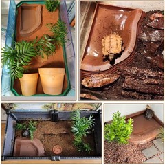 3PCS Tortoise Water Bowls with Ramp – Reptile Food & Bathing Dish for Gecko, Tur
