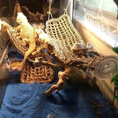Reptile Hammock,Large Lizard Lounger,Bearded Dragon Tank Accessories Natural Sea
