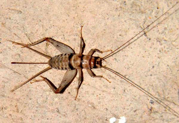 Live Banded Crickets – All Sizes 100 – 5,000 – Reptile Food