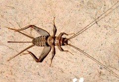 Live Banded Crickets – All Sizes 100 – 5,000 – Reptile Food