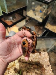 12 Count Peppered Roach Large Pet Feeder Roaches Fast 2 Day Ship Small Nymphs