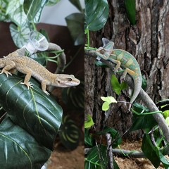 5Pcs Reptile Vines for Terrarium 13FT Flexible Jungle Climbing Vine Branch fo…