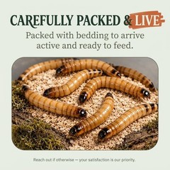 TC INSECTS Large Superworms 1.5-2 inch Live Feeders for Reptiles Birds & Amphib
