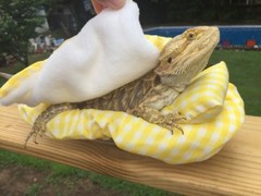 CHECKERED YELLOW LRG RESTING BED SET COVER ONLY NO FRAME BED 4 BEARDED DRAGON
