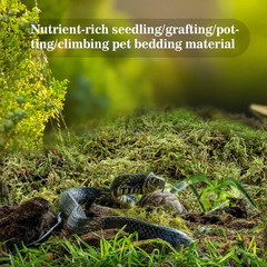 Sphagnum Moss for Reptiles – Terrarium Reptiles Moss Green Dried Peat Moss Habit
